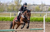 Мерин в конкур