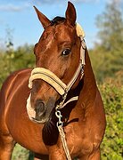 МЕРИН В ВЫЕЗДКУ