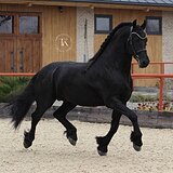 ФРИЗСКИЙ ЖЕРЕБЕЦ 6 ЛЕТ
