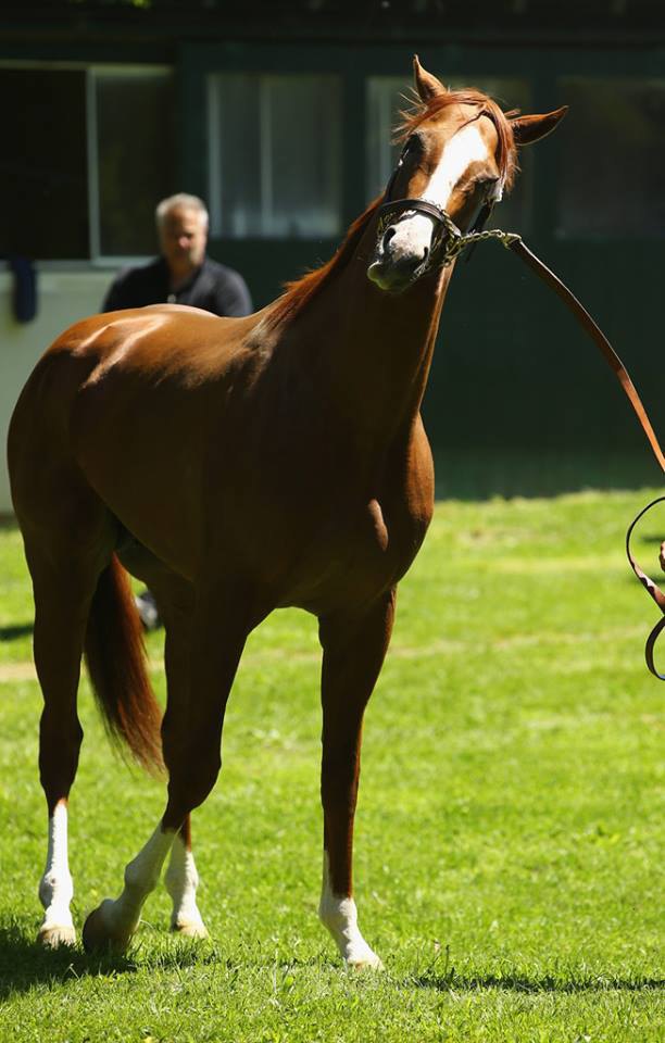 Belmont Park 2014 год.