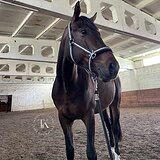 МЕРИН 4 ГОДА | ПРИЯТНАЯ ЦЕНА 