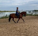 Орловская рысистая кобыла