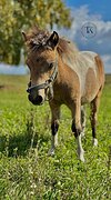 ШЕТЛАНДСКАЯ ПОНИ КОБЫЛА