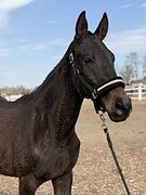 Молодой мерин в спорт