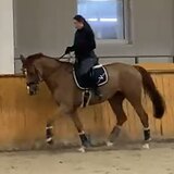 ГОЛШТИНСКАЯ КОБЫЛА 9 ЛЕТ