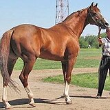 будённовец в производители