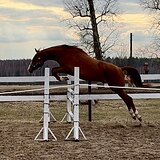 Жеребец в спорт, 2 года