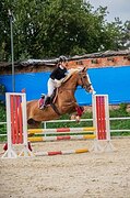 Мерин в конкур/хобби