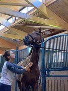 Остеопатия и массаж для лошади