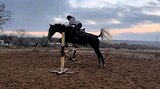 Кобыла 2019 гр, 165 вх