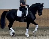 Лошадь уровня БП