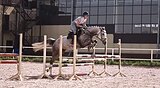 Кобыла 2019 гр, 162 вх