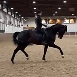 МЕРИН ОТ САНДРО МАРИНЕРО 