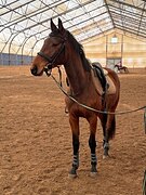 Молодая кобыла в спорт