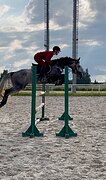 перспективный в конкур