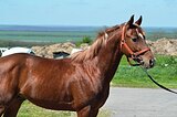 МОЛОДОЙ ЖЕРЕБЕЦ В ЛЮБУЮ ДИС