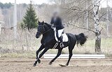 НАДЕЖНЫЙ ЖЕРЕБЕЦ В КОНКУР / 