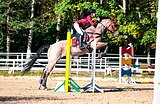 Спортивная лошадь в конкур 