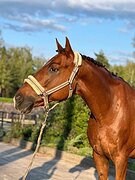 В любительскую выездку