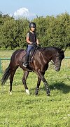 Мерин 6 лет с элементами ППЮ