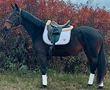 КОБЫЛА В КОНКУР