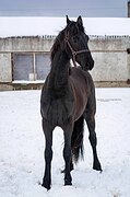 Фриз 1327