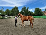 Тракененская кобыла