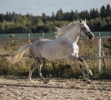 ШИКАРНЫЙ АНДАЛУЗ