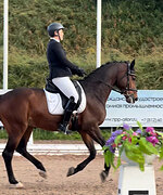 Выездковый мерин