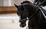 ГАННОВЕРСКАЯ КОБЫЛА 6 ЛЕТ