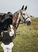ВЫСОКАЯ КОБЫЛА В ХОББИ