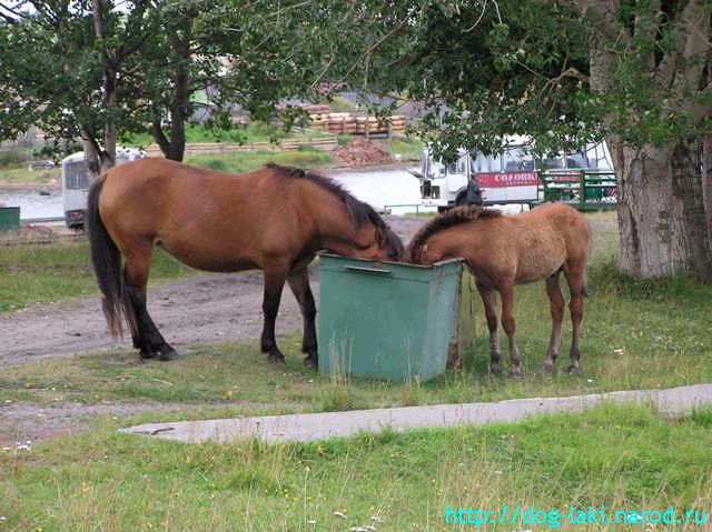 лошади с Соловецких островов