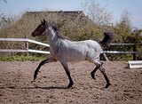 Уэльская кобылка 2024 гр