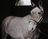 БЕЗОПАСНЫЙ МЕРИН • СВЯЗКИ 8