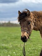 Будет отличным другом ребе