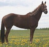 ПОНИ УРОВНЯ ППЮ