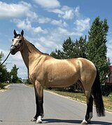 КРАСИВАЯ КОБЫЛА, МАРШРУТЫ 80