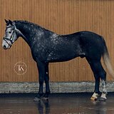 СЕРЫЙ ЖЕРЕБЕЦ 5 ЛЕТ