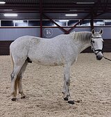 МЕРИН 8 ЛЕТ 173 СМ В ХОЛКЕ