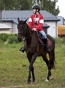 Кобыла русской верховой по