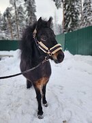 ПРОДАМ ХОРОШИХ ПОНИ В МОСКВ