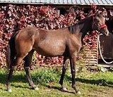 ГНЕДАЯ КОБЫЛА 2 ГОДА