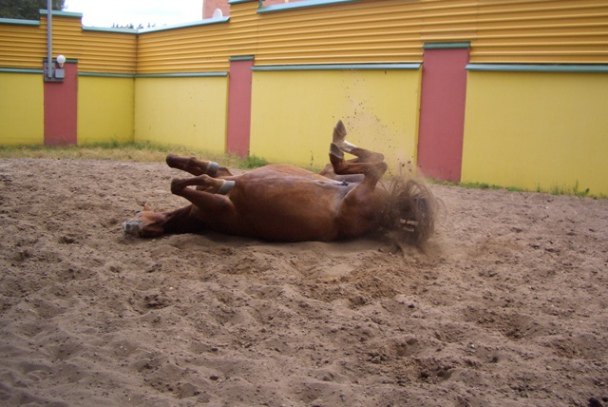Наша латвийская кобыла Фанта с наслаждением после работы валяется в песочке.