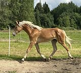 МОЛОДАЯ КОБЫЛА В ХОББИ