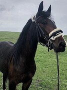 ЗАЕЗЖЕНА ПОД СЕДЛО И В УПРЯ