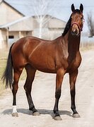 Кобыла в выездку