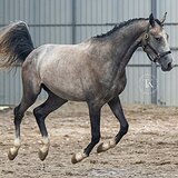 ЖЕРЕБЕЦ 4 ГОДА 168 СМ В ХОЛКЕ