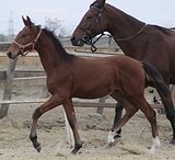 ФЛЕГМАТИЧНЫЙ ЖЕРЕБЧИК • ОП