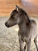 АМНА - КСК Созидатель