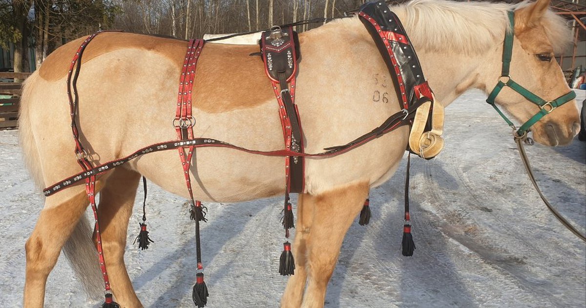 Слово упряжа. Вожжи для лошади. Слово упряжа. Детали упряжки лошадей. Сиделка упряжь лошади.